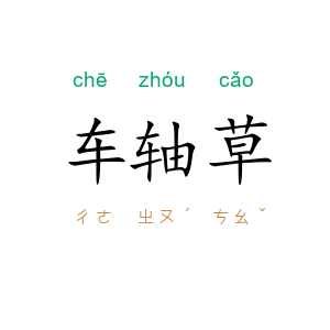 车轴草