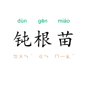 钝根苗