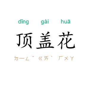 顶盖花