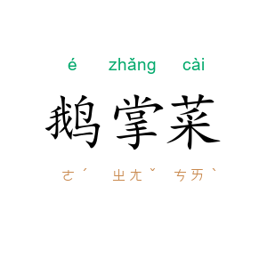 鹅掌菜