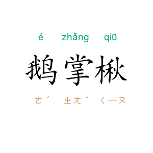 鹅掌楸