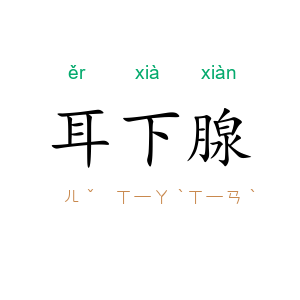 耳下腺