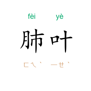 肺叶