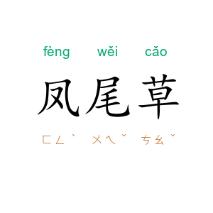 凤尾草
