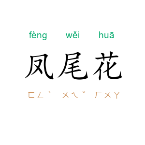 凤尾花