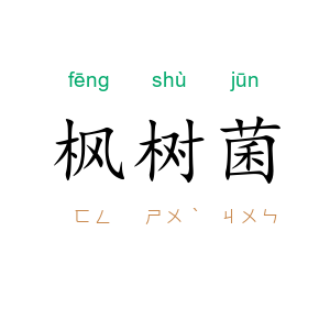 枫树菌