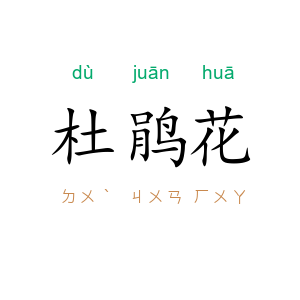 杜鹃花
