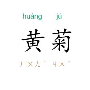 黄菊