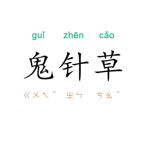 鬼针草