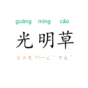 光明草